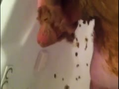 Hard cock and body of a man got covered with smelly shit
